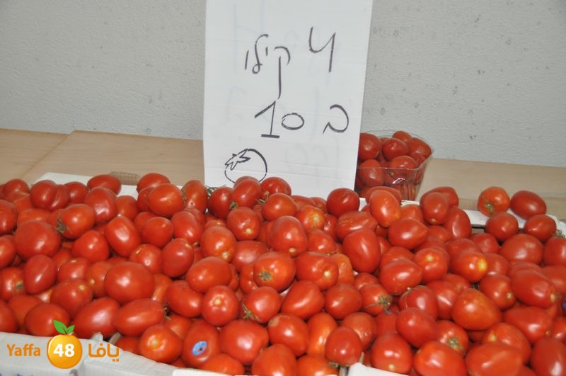 setona2y 830 (6).JPG